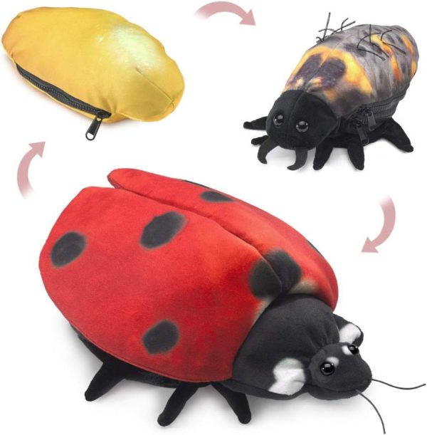 638348031488-marionnette-cycle-de-la-coccinelle