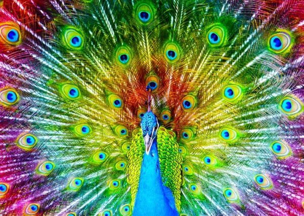 5949194012510-puzzle-1000-pcs---colorful-peacock