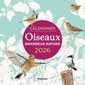 9782815323307-calendrier-oiseaux-grandeur-nature-2026